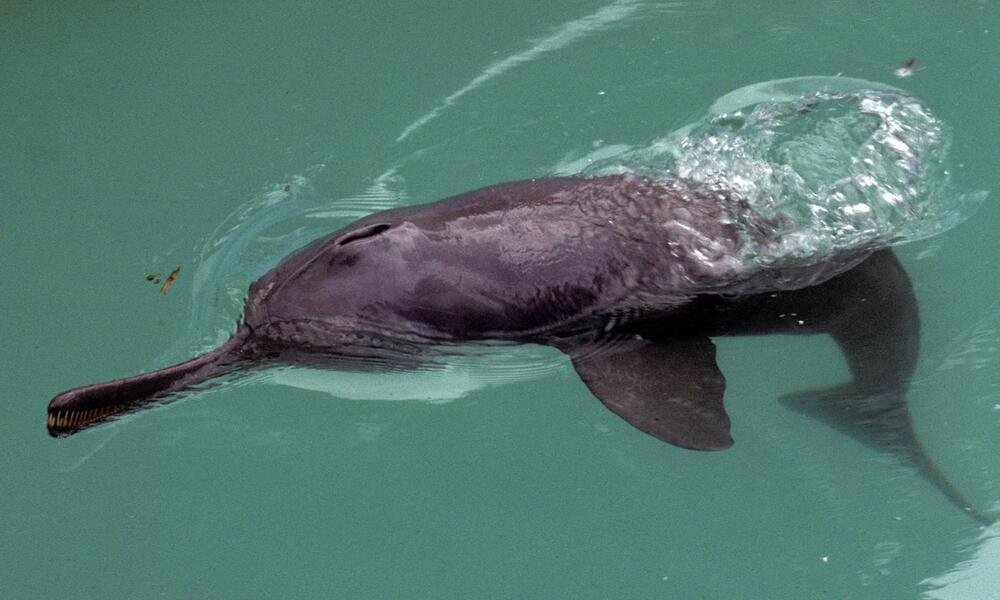 Gangetic Dolphin