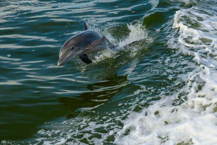 A playful dolphin leap, welcoming young visitors to the Dolphin Discovery Zone