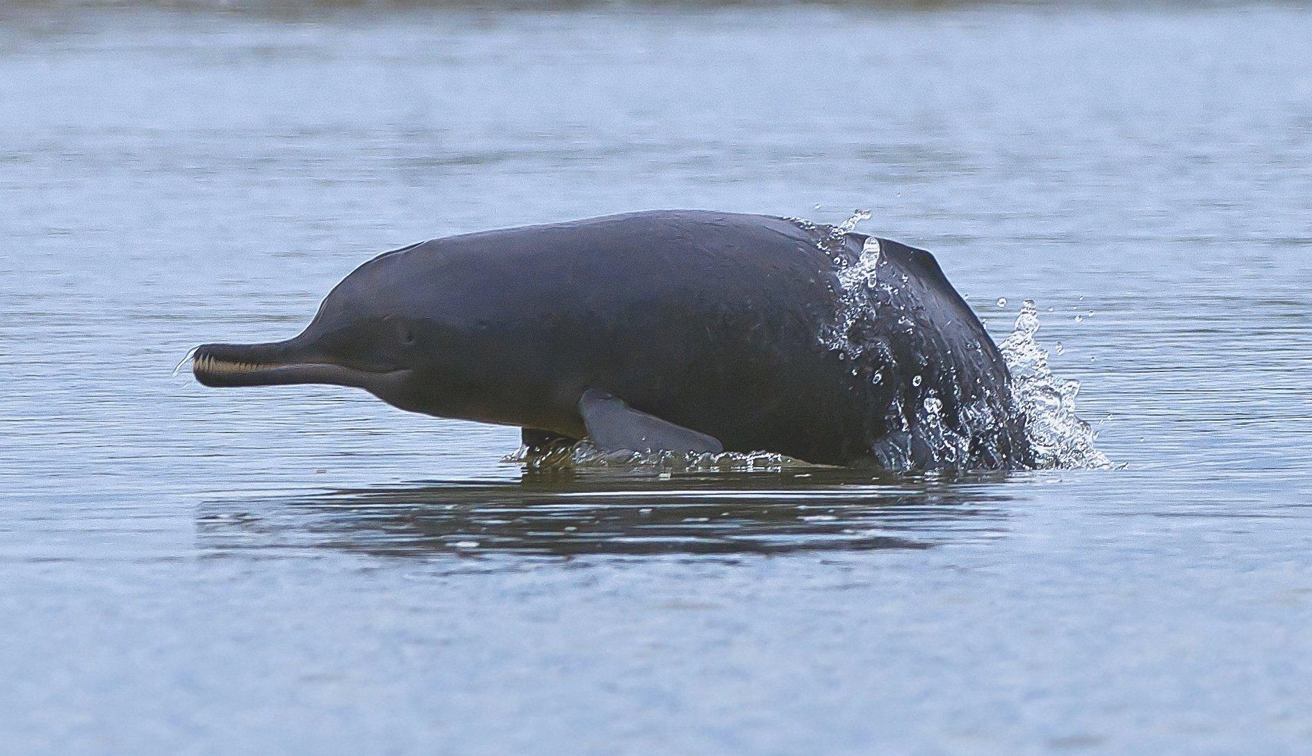 A Gangetic dolphin surfacing amid a splash on the Ganga at Vikramshila Gangetic Dolphin Sanctuary