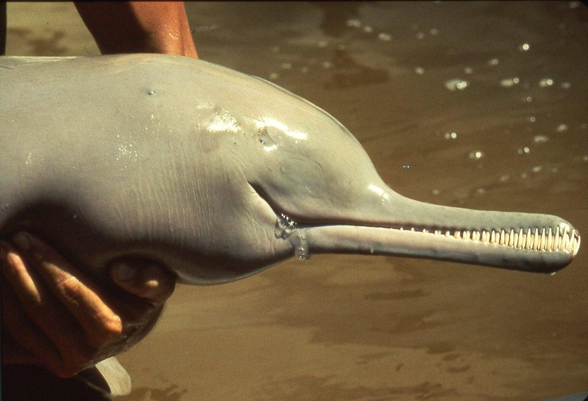 Close view of a Gangetic dolphin's long, tooth-lined beak during a field research exercise