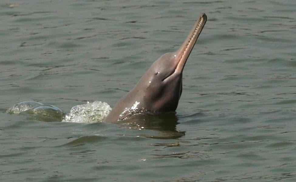 The dolphin's long, tooth-lined beak breaking the surface