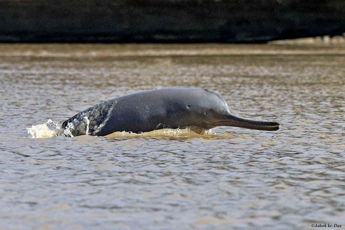 Dolphin surfacing in the sediment-rich waters of the Ganga
