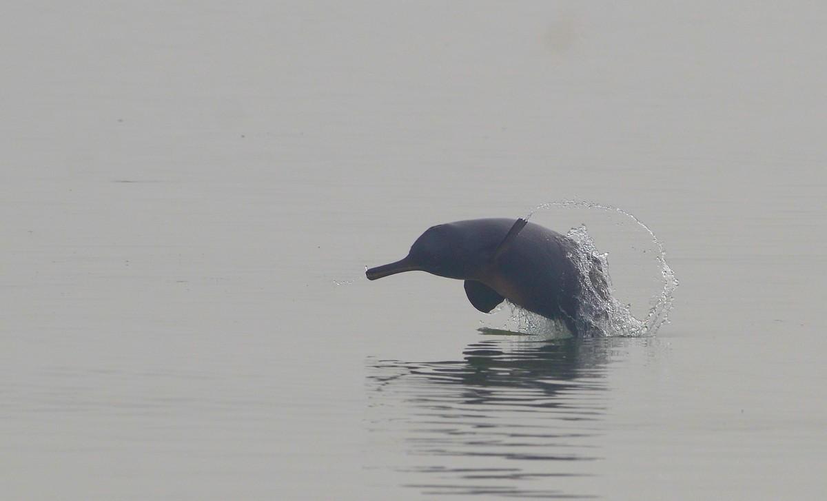 Dolphin surfacing to breathe in early morning river mist
