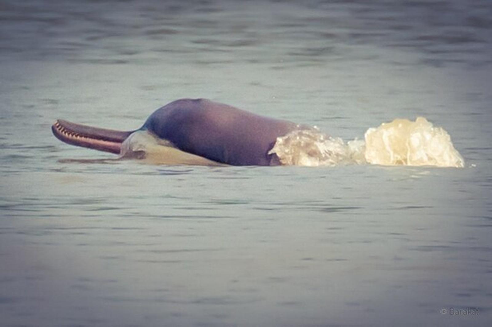 Dolphin Watching