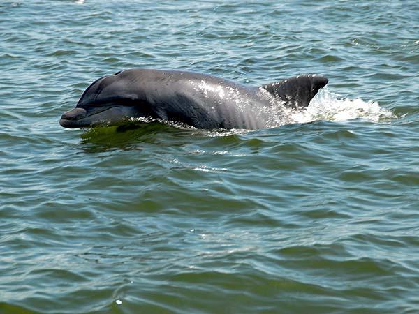 Dolphin swimming just beneath the surface