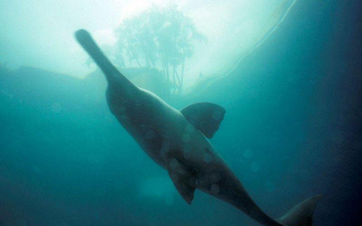 An underwater view of a dolphin in the Ganga