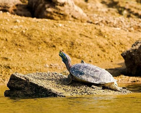 Freshwater Turtle