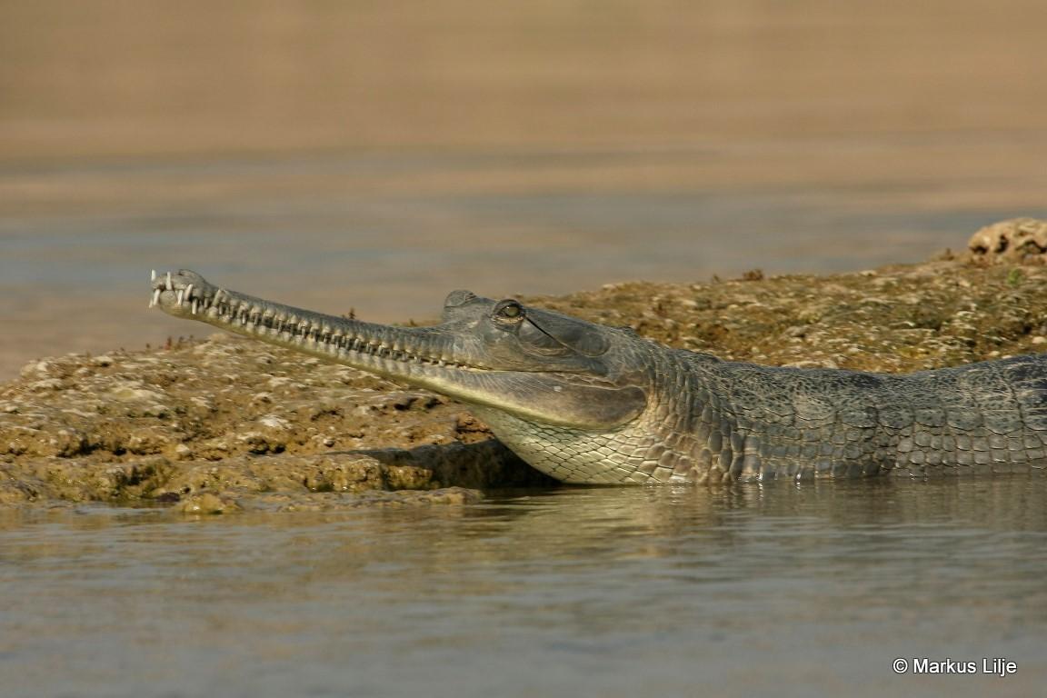 Biodiversity