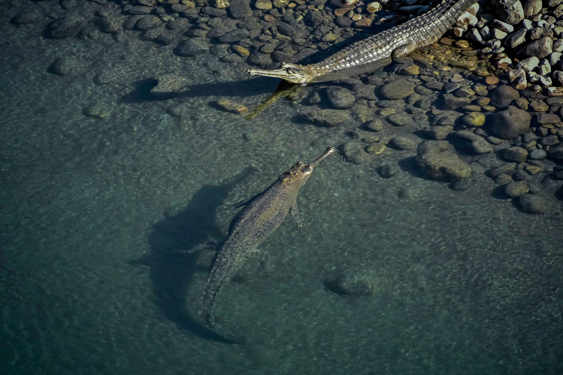 Gharials resting in shallow water along a rocky riverbank