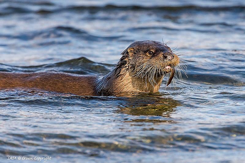Smooth-coated Otter