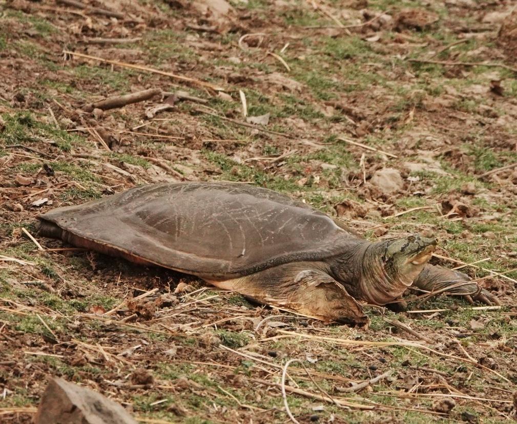 A softshell turtle resting near the riverbank